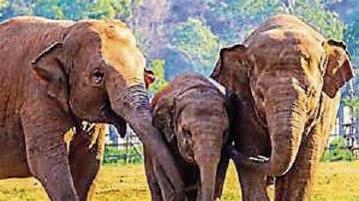 why do elephants face the threat of extinction while cows do not?