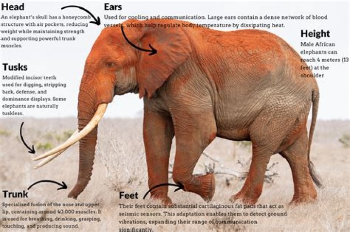 why do elephants have large flat ears