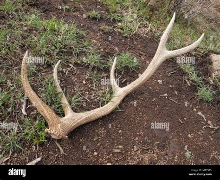 why do elk shed their antlers
