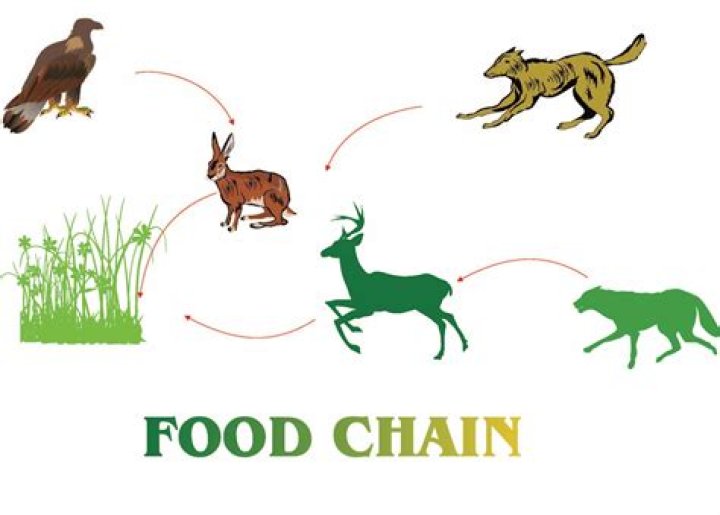 why do food chains start and end with green plants