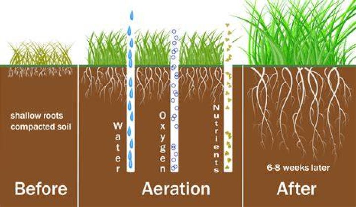 why do lawns need to be frequently watered in dry regions?