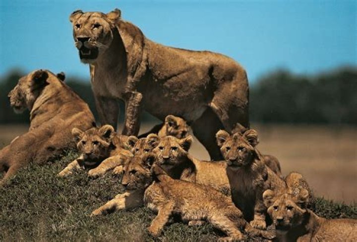 why do lions lick their cubs