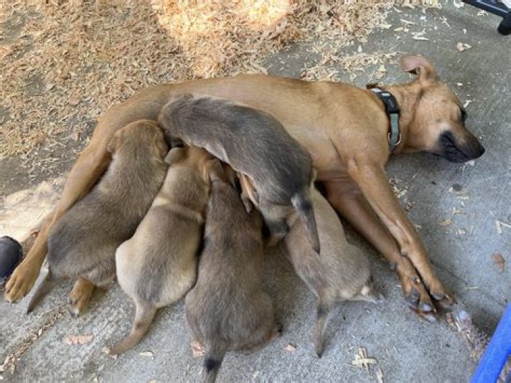 why do mother dogs kill their puppies