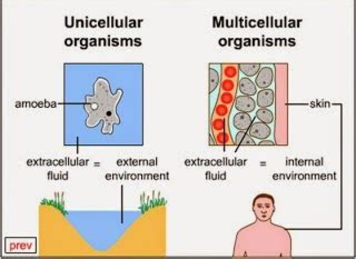 why do multicellular organisms need transport systems