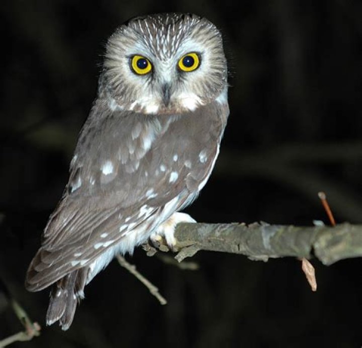 why do owls have yellow eyes
