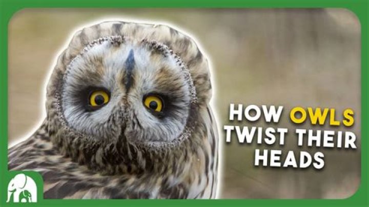 why do owls turn their heads