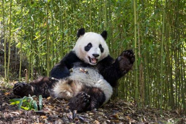 why do pandas have black and white fur
