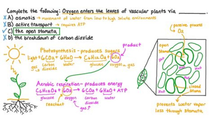 why do plants give off oxygen