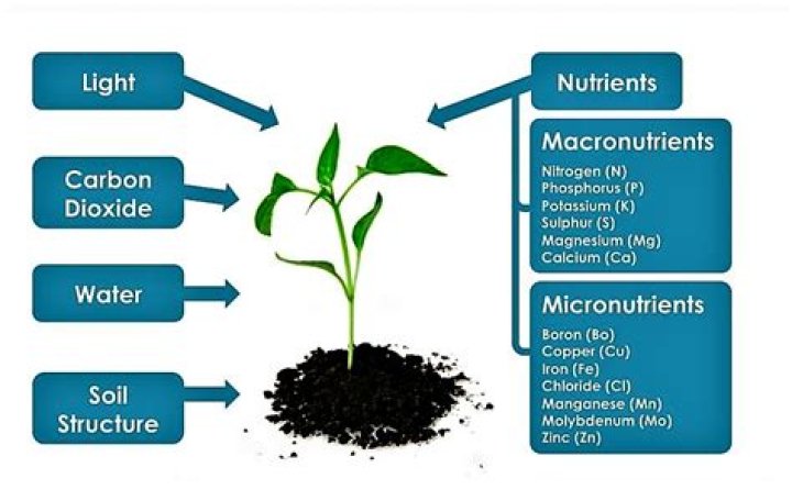 why do plants need nutrients