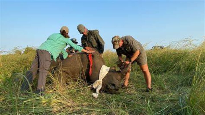 why do poachers poach - Lisbd-net.com