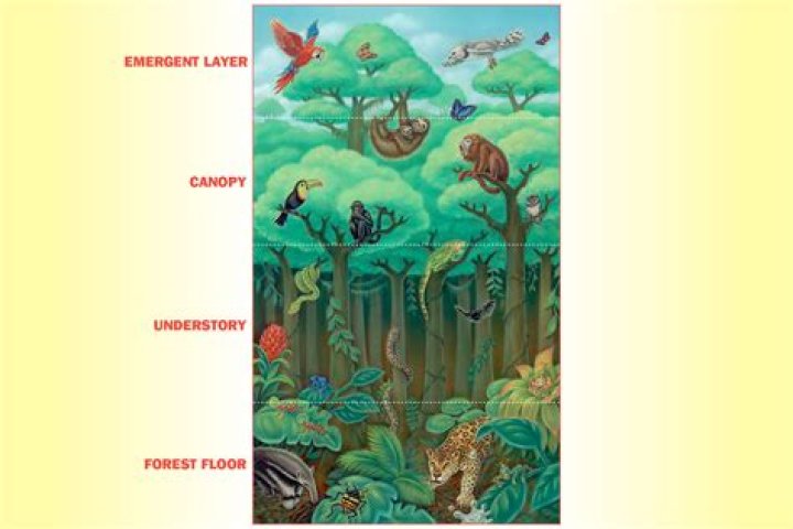 why do so many animals live in the canopy