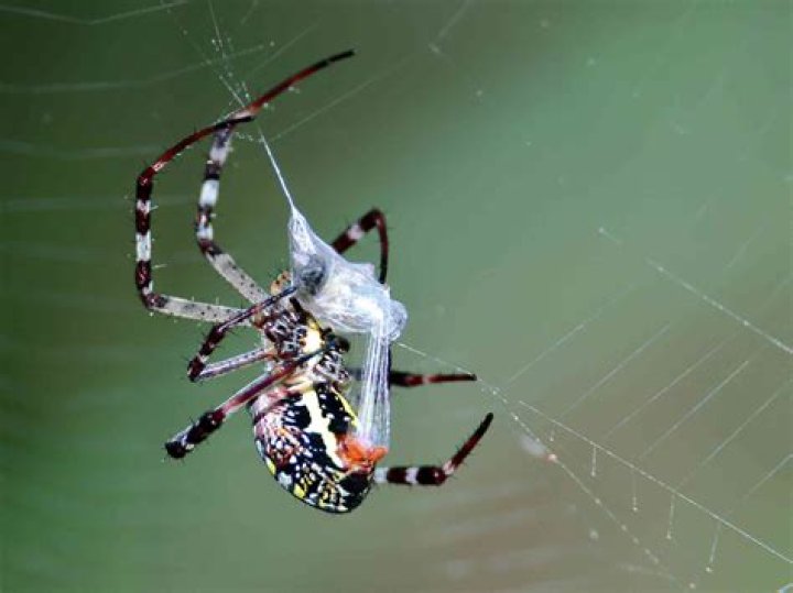 why do spiders wrap their prey