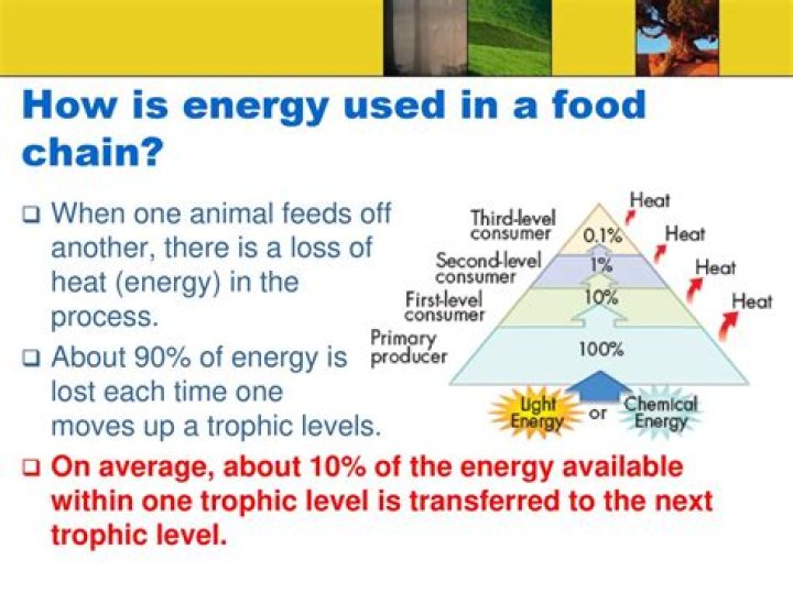 why does energy decrease at each trophic level