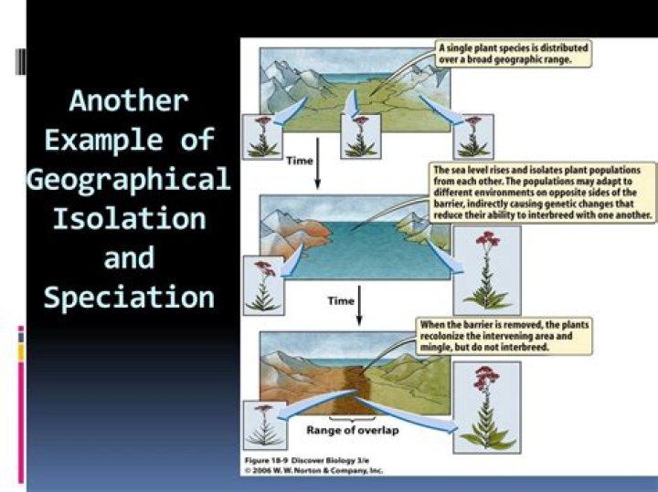 why does geographic isolation cause speciation