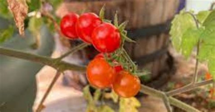 why does the public not know much about everglades tomatoes?