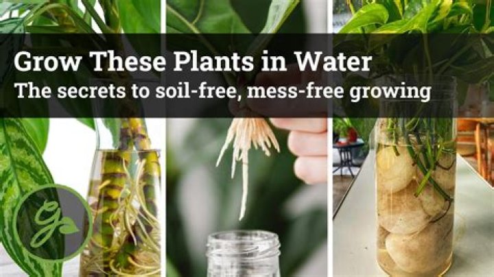 why does water help plants grow