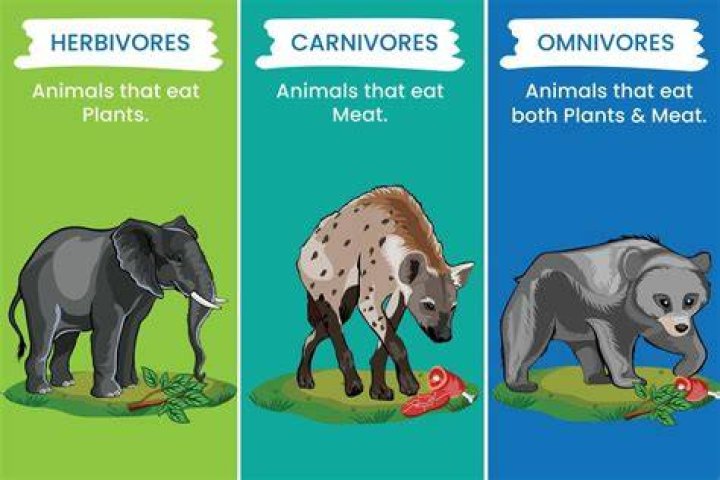 why humans are herbivores - Lisbd-net.com