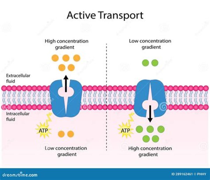 why is active transport an energy utilizing process