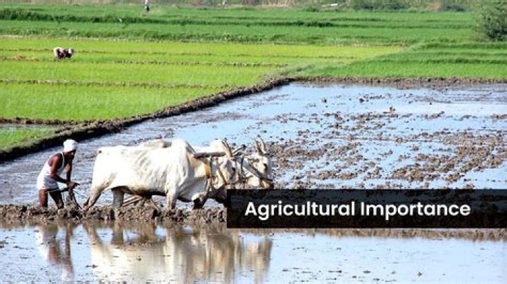 why is agriculture so important