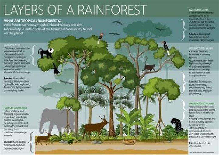 why is biodiversity so high in tropical rainforests