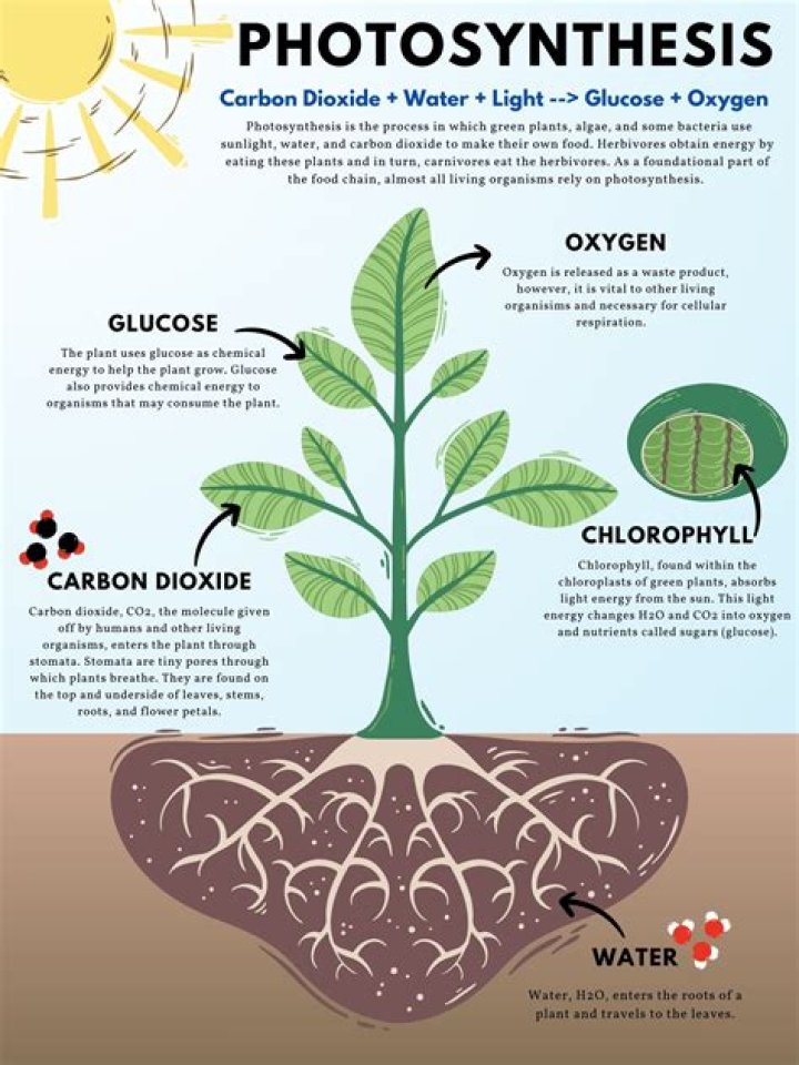 why is carbon dioxide important in photosynthesis