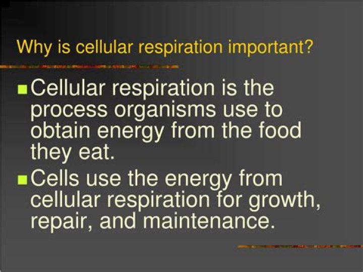 why is cellular respiration important?