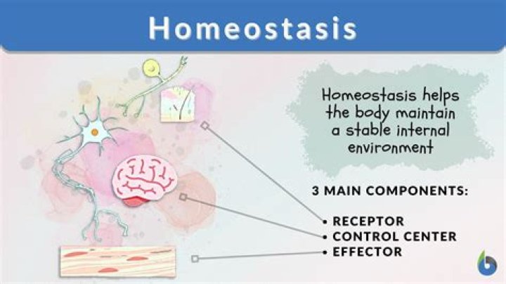 why is homeostasis important for cells as well as for an entire organism