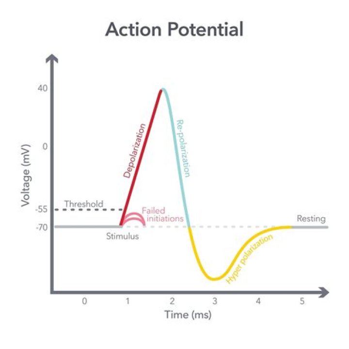 why is it harder to generate a second action potential