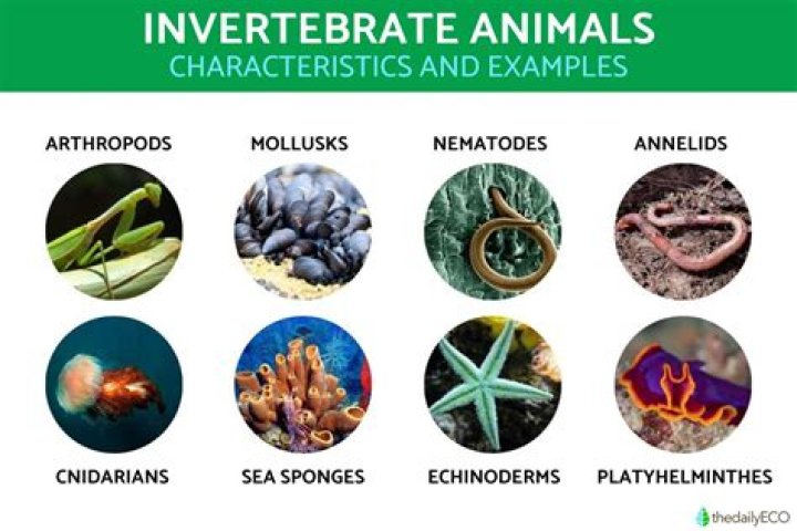 why is it important to save invertebrate species