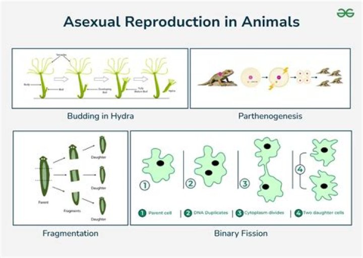 why is meiosis necessary in sexually reproducing organisms
