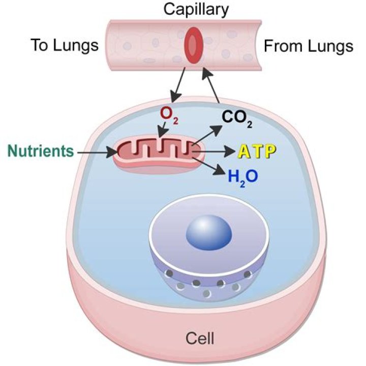 why is oxygen important in cellular respiration