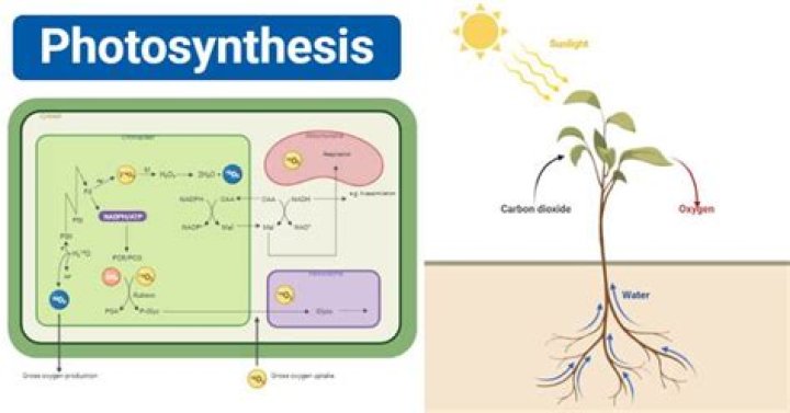why is photosynthesis described as a chemical reaction
