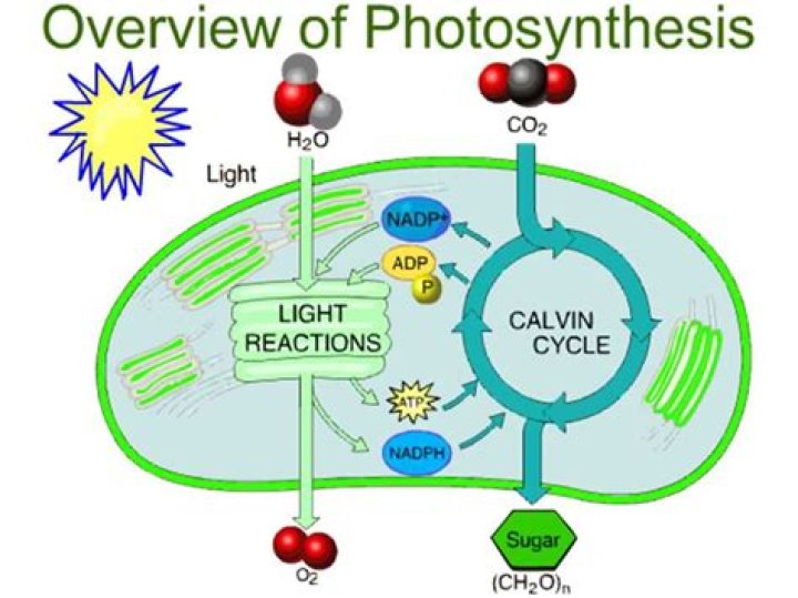 why is photosynthesis important for humans