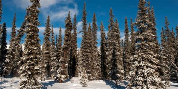 why is snow important to the coniferous forest