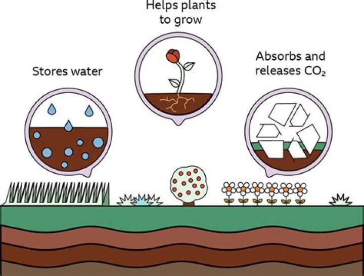 why is soil important for plants