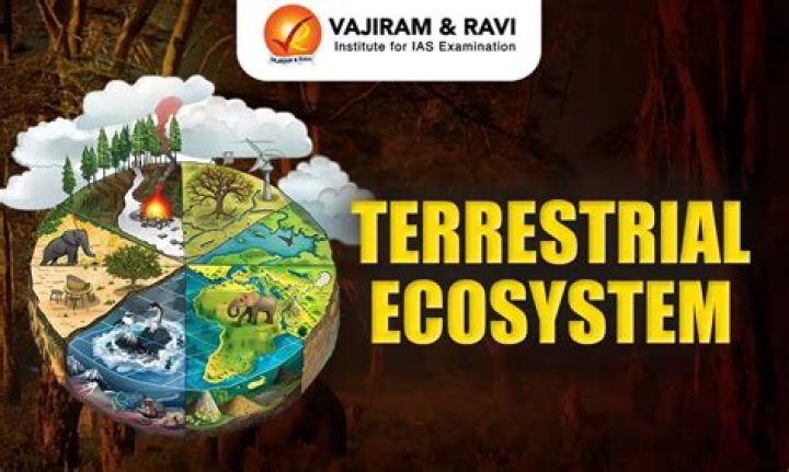 why is soil important for terrestrial ecosystem