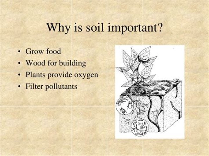 why is soil important to plants