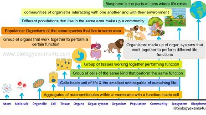 why is the body so carefully organized, from small levels up to large levels