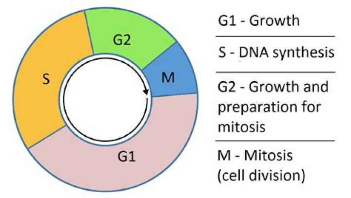why is the cell cycle important for organisms