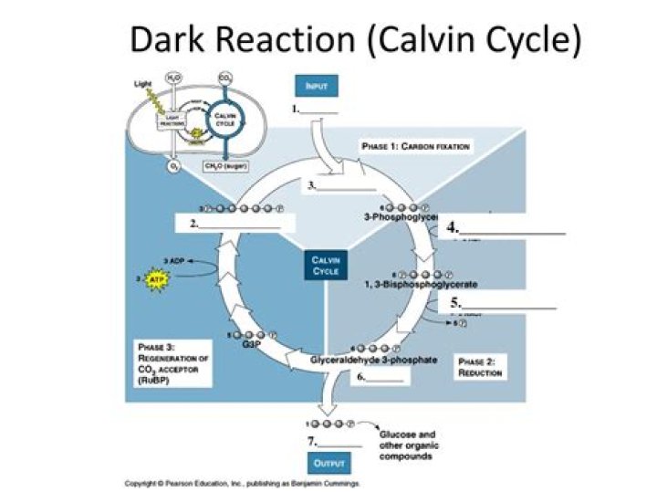 why is the dark reaction called a cycle