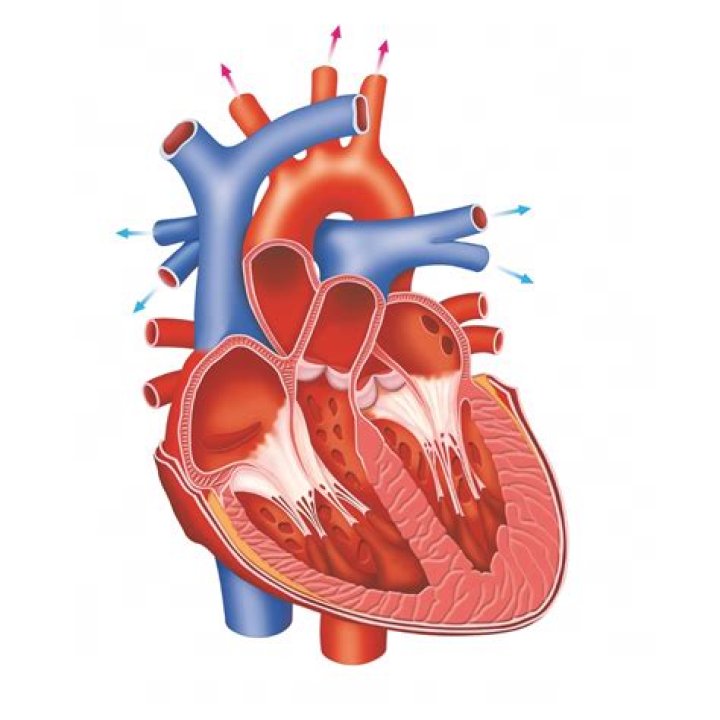 why is the heart considered a double pump