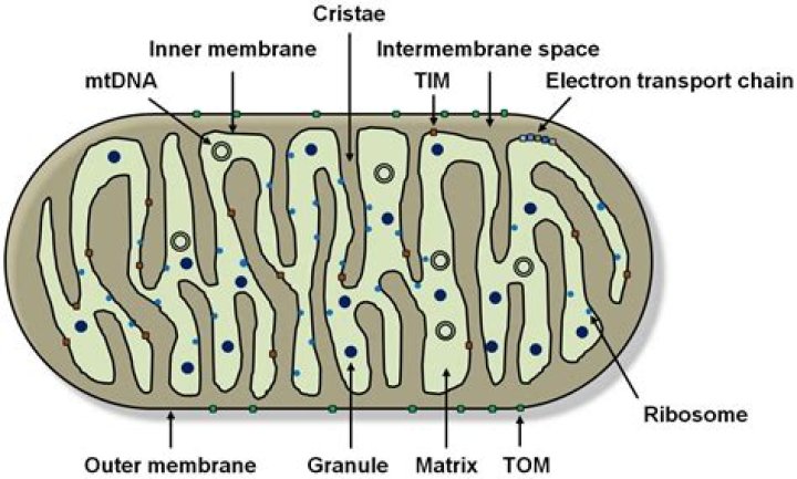 why is the inner membrane of mitochondria folded