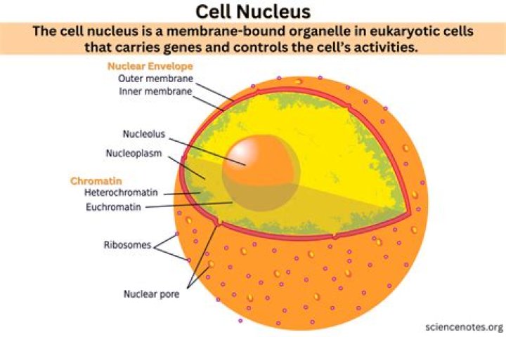 why is the nucleus the most important part of the cell
