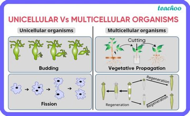 why must organisms reproduce - Lisbd-net.com