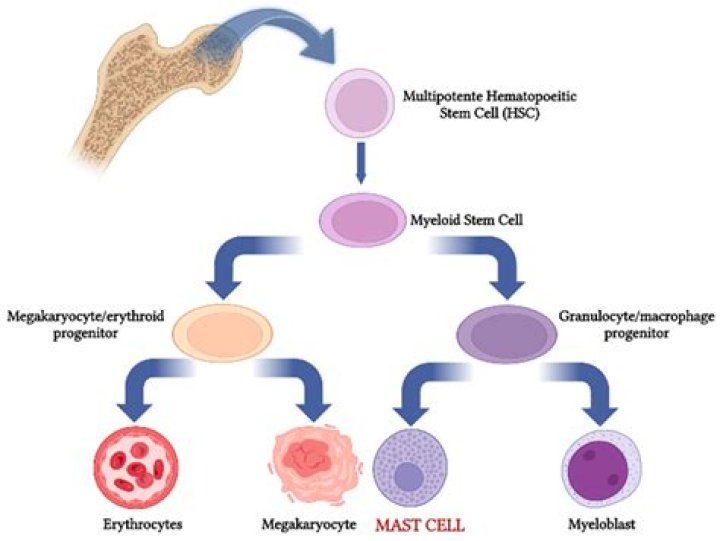 why must specialized cells work together as a team