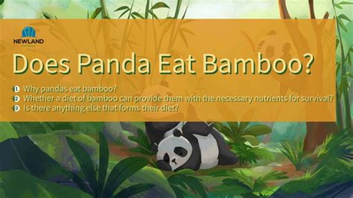 why panda eat bamboo - Lisbd-net.com