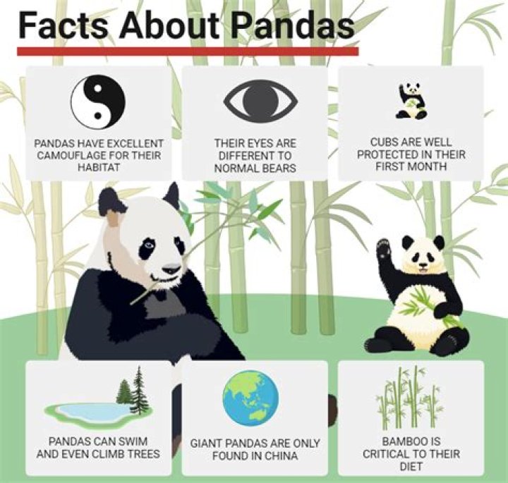why should we save the giant pandas