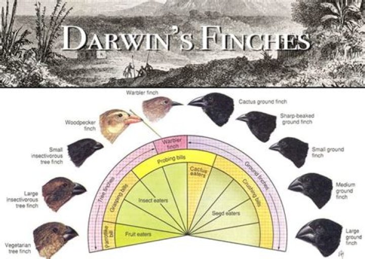 why were the galapagos islands so important to darwin