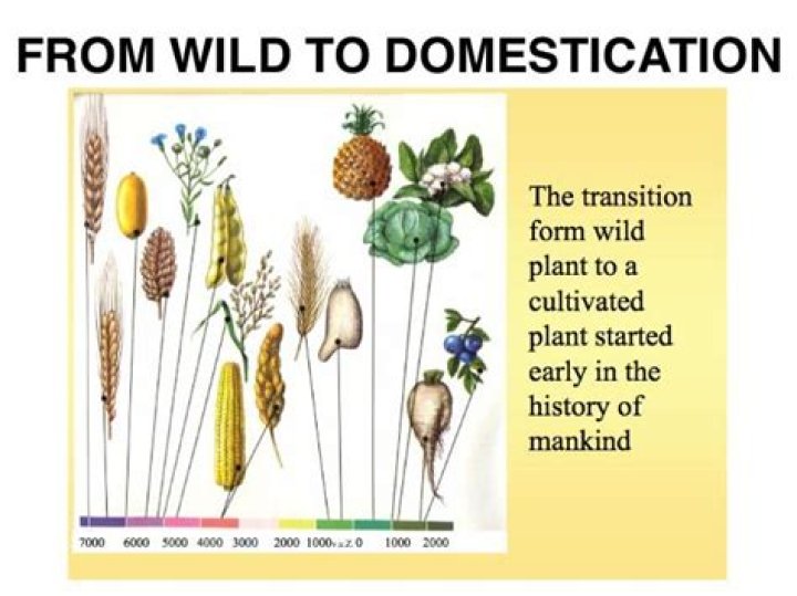 with domestication what happened to the husks of wild cereals