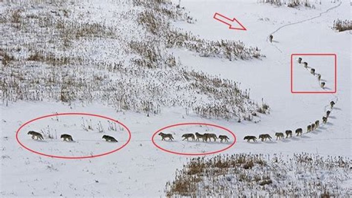 wolf pack hierarchy when traveling